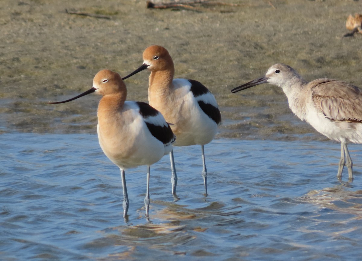 eBird Checklist - 17 May 2026 - Stump Pass Beach SP - 28 species