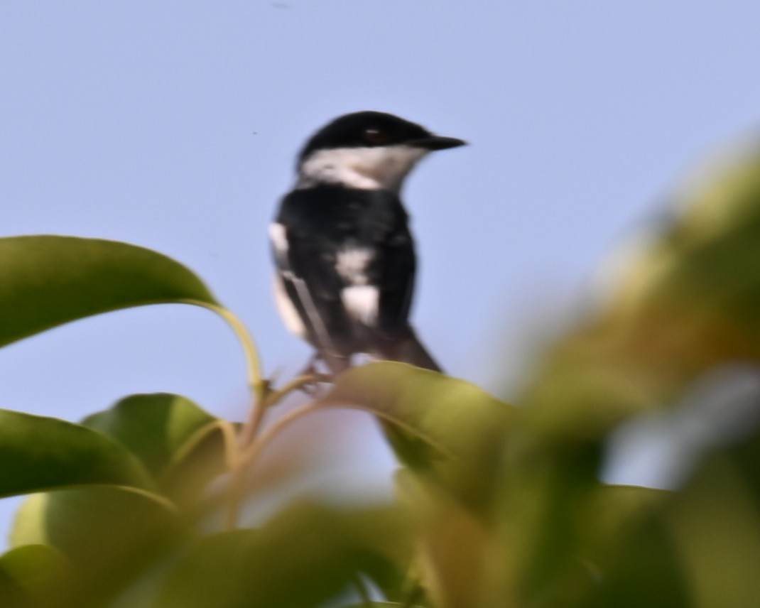 Bar-winged Flycatcher-shrike - ML657713032
