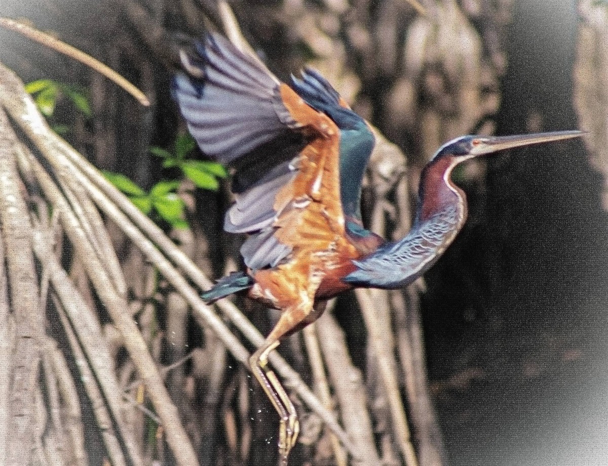 Агами - ML657713205