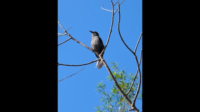 Gray Catbird - ML657713370