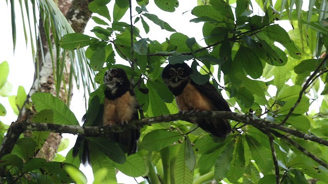 Spectacled Owl - ML657713800
