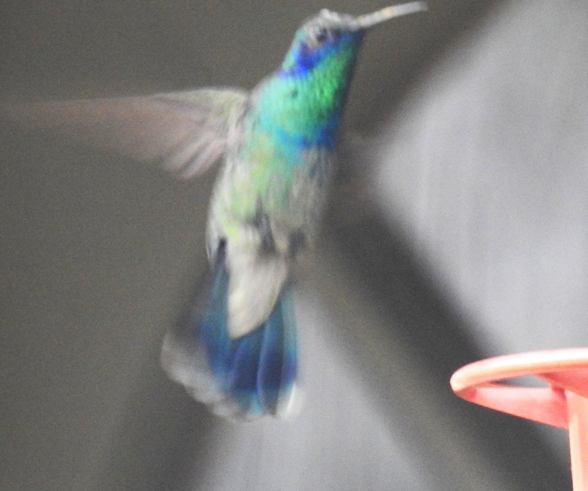 Mexican Violetear - ML657715194