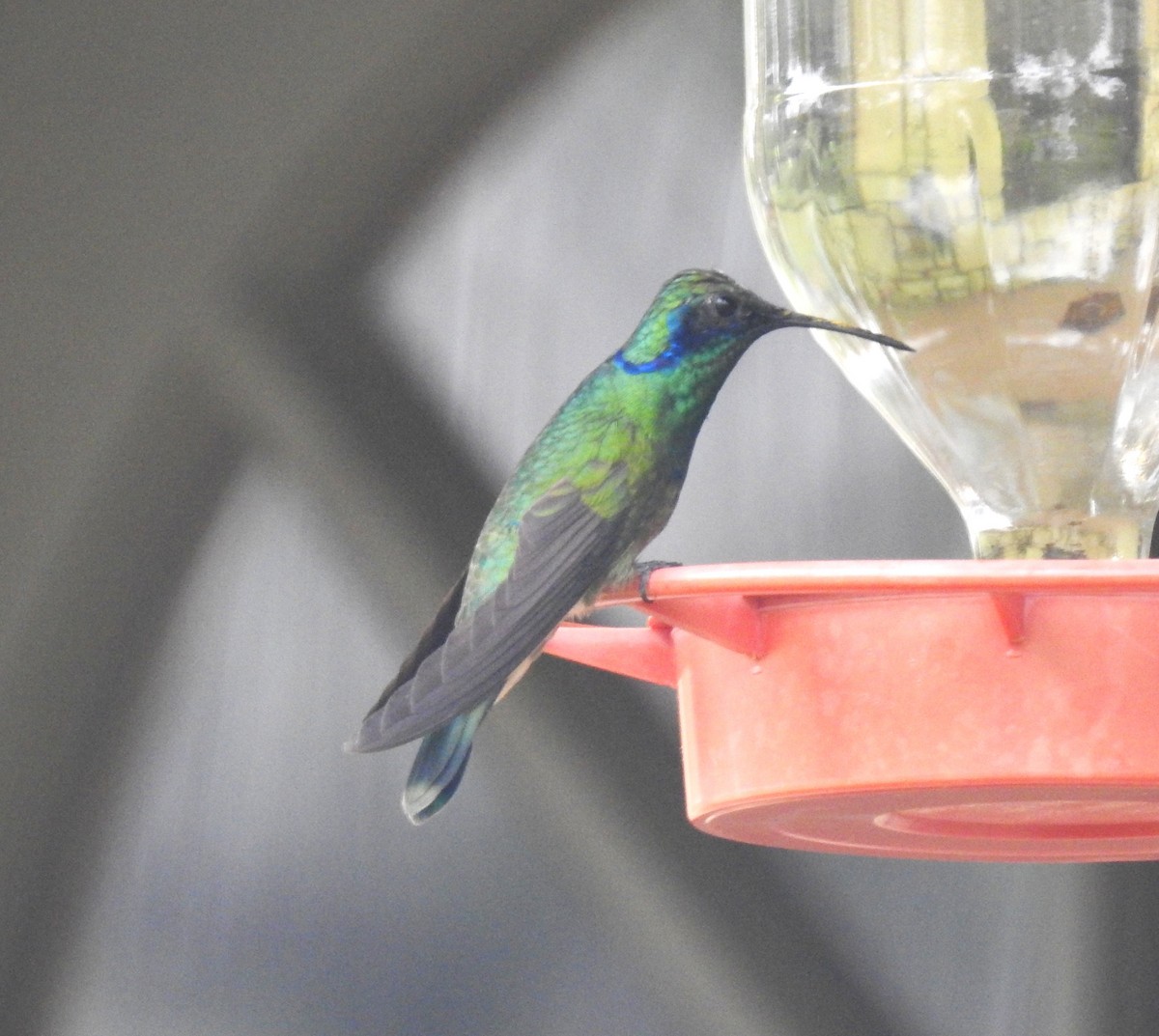 Mexican Violetear - ML657715257
