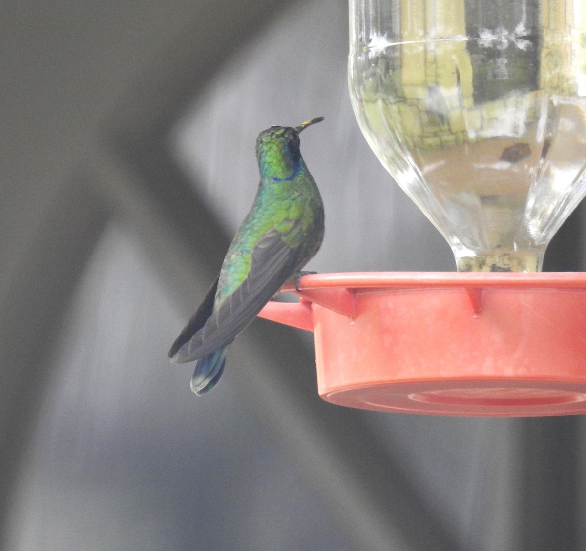 Mexican Violetear - ML657715288