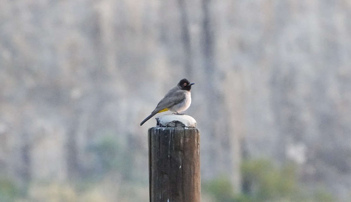 Black-fronted Bulbul - ML657715537