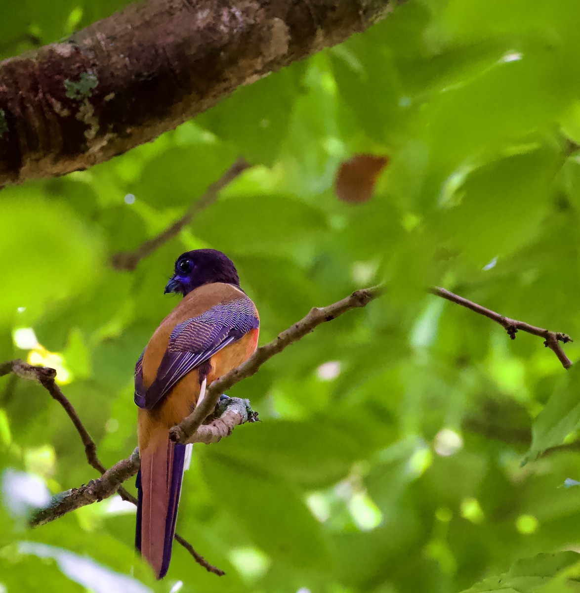 trogon indický - ML657715835