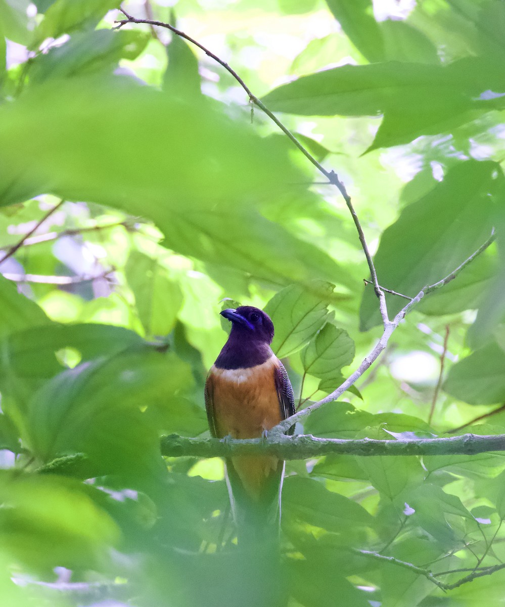 trogon indický - ML657715864