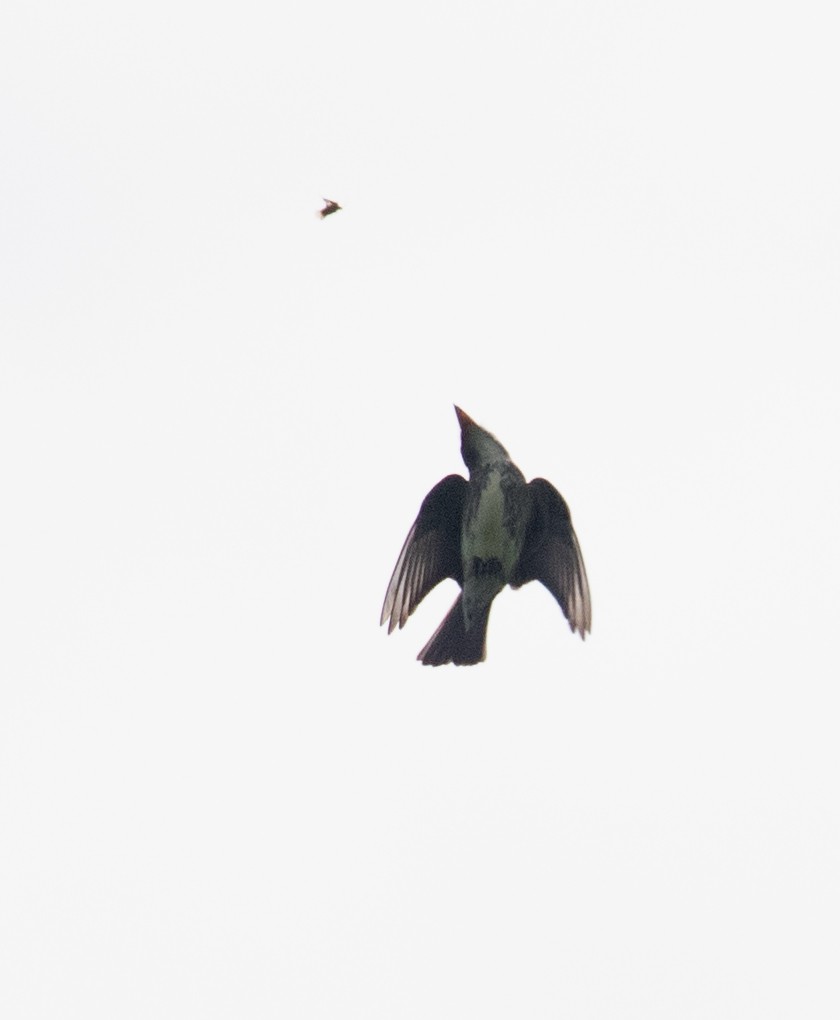 Olive-sided Flycatcher - ML657715983