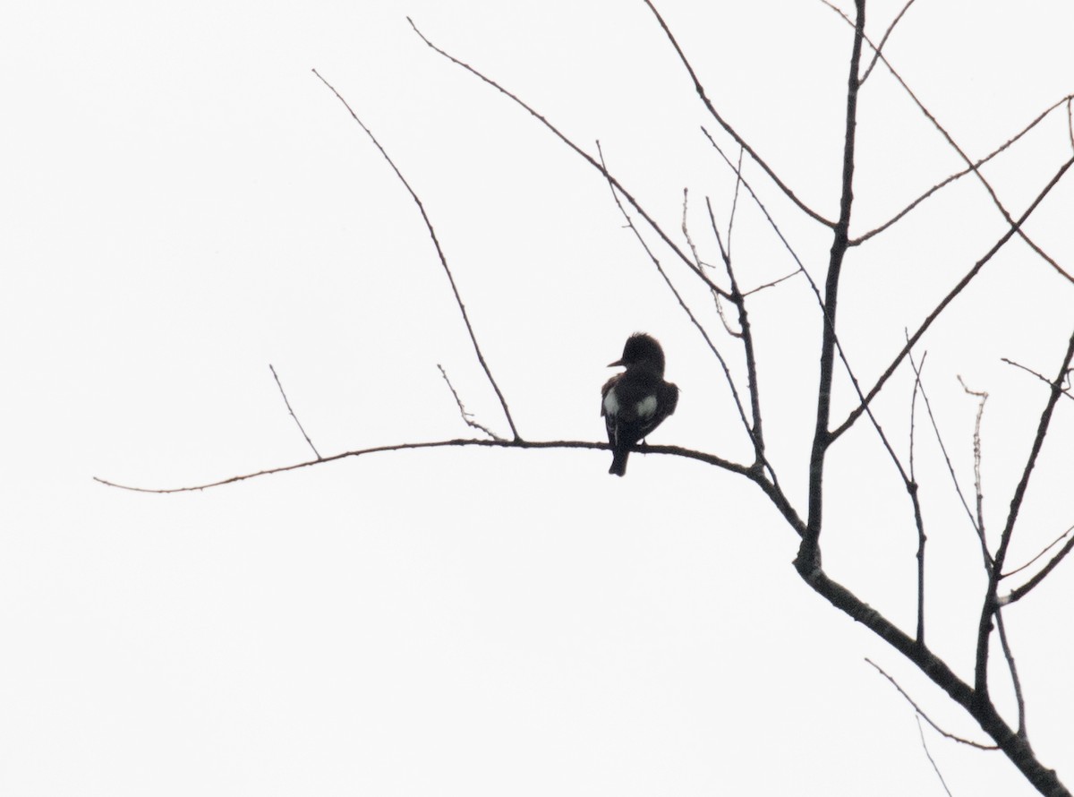 Olive-sided Flycatcher - ML657715984