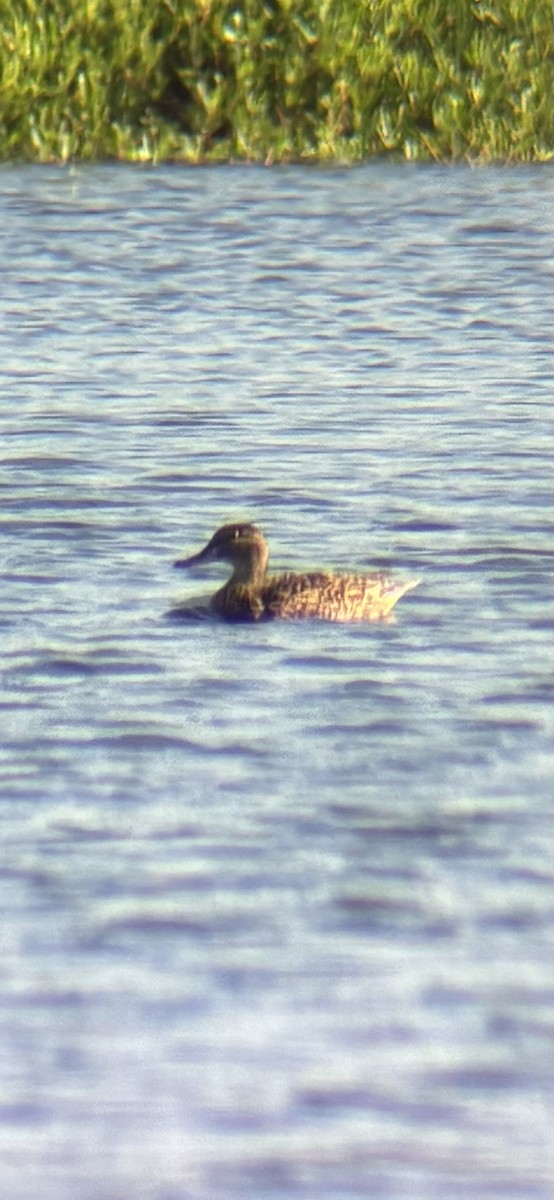 Green-winged Teal - ML657715998