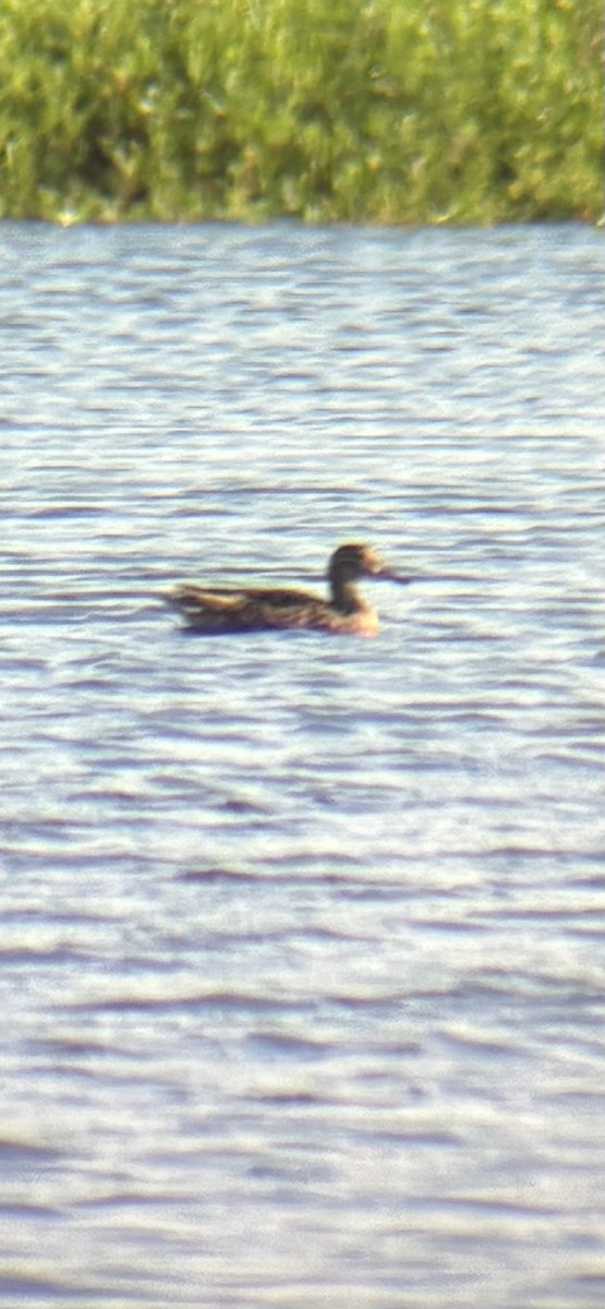 Green-winged Teal - ML657715999