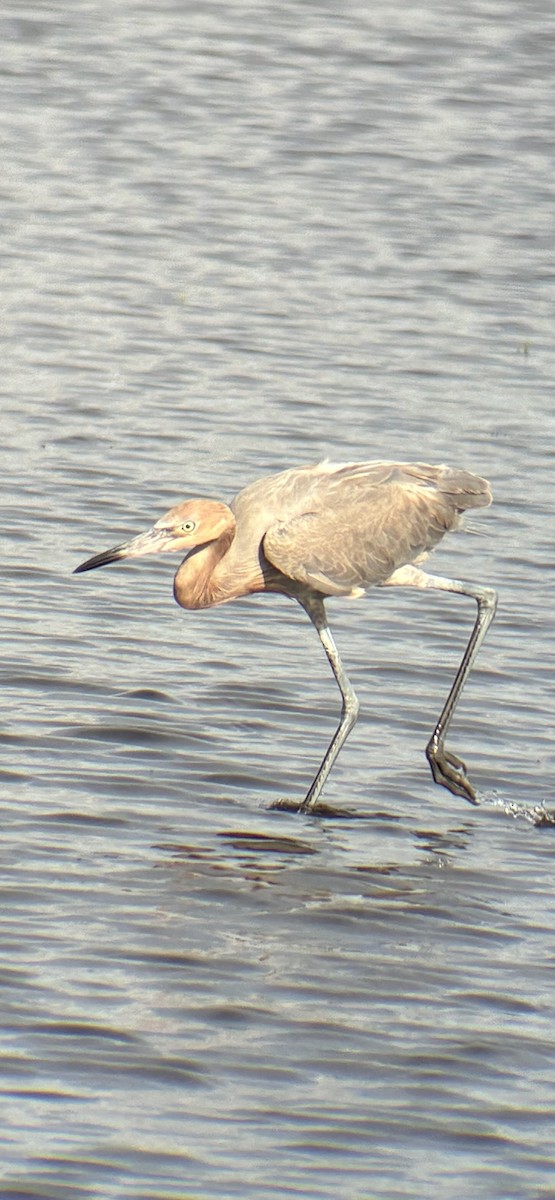 Reddish Egret - ML657716034