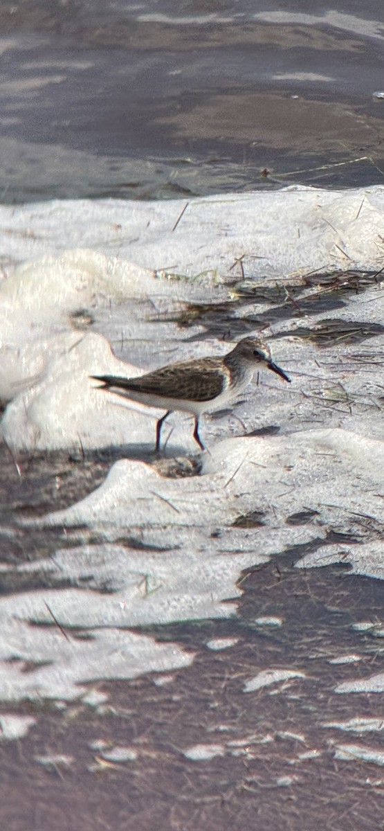 Semipalmated Sandpiper - ML657716153