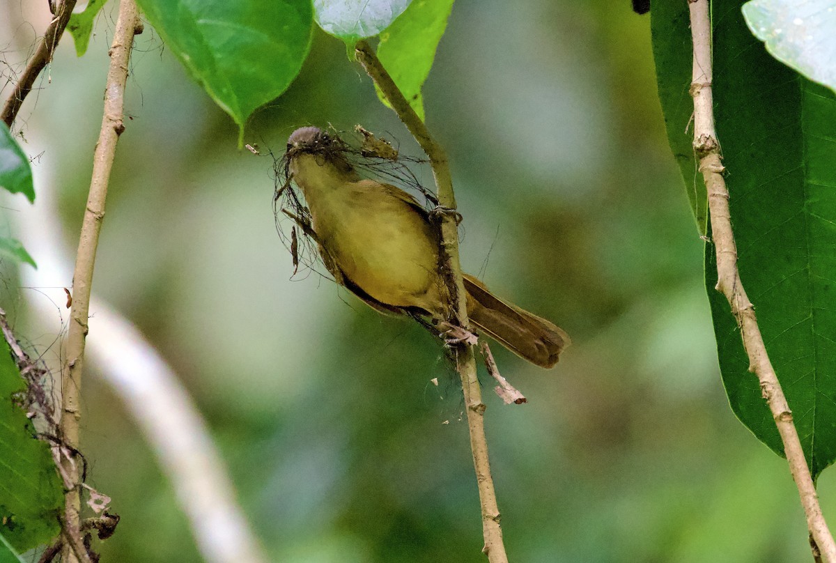 Brown-cheeked Fulvetta - ML657716361