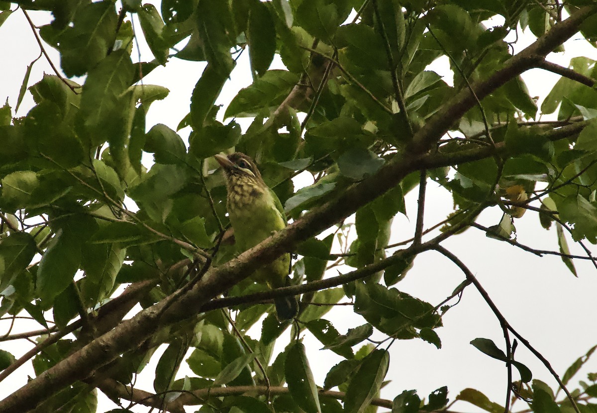 barbet bělolící - ML657716434
