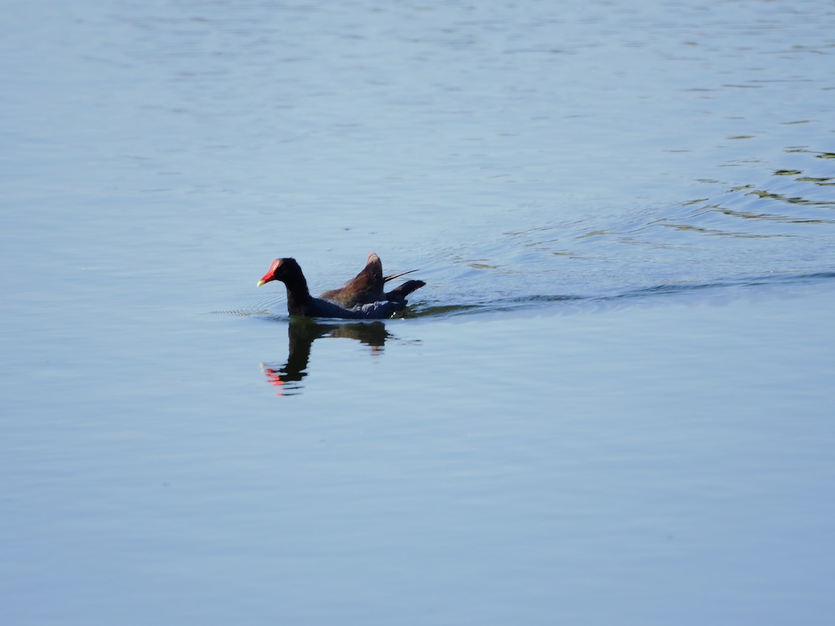 Common Gallinule - ML657716718