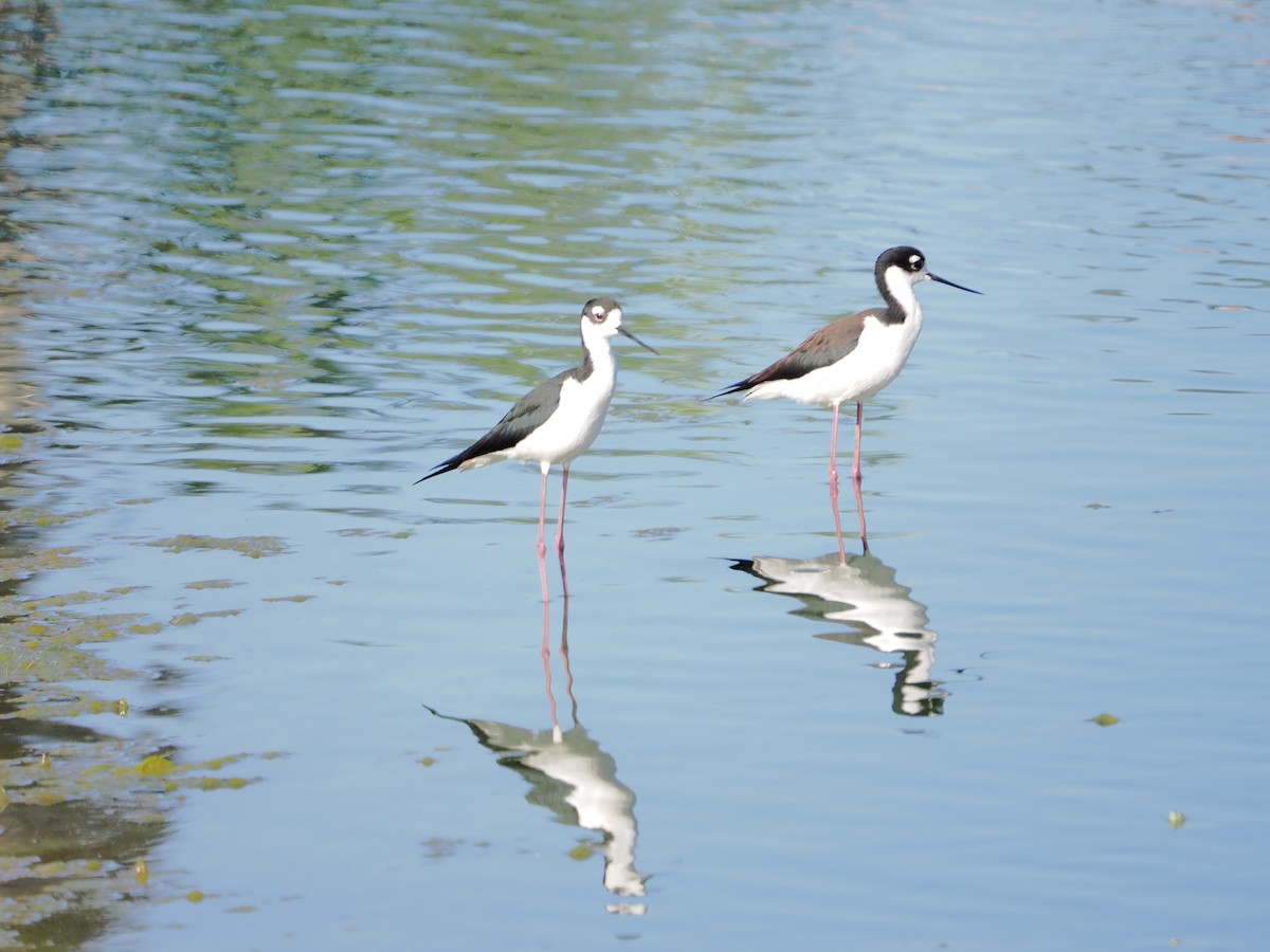 Black-necked Stilt - ML657716728