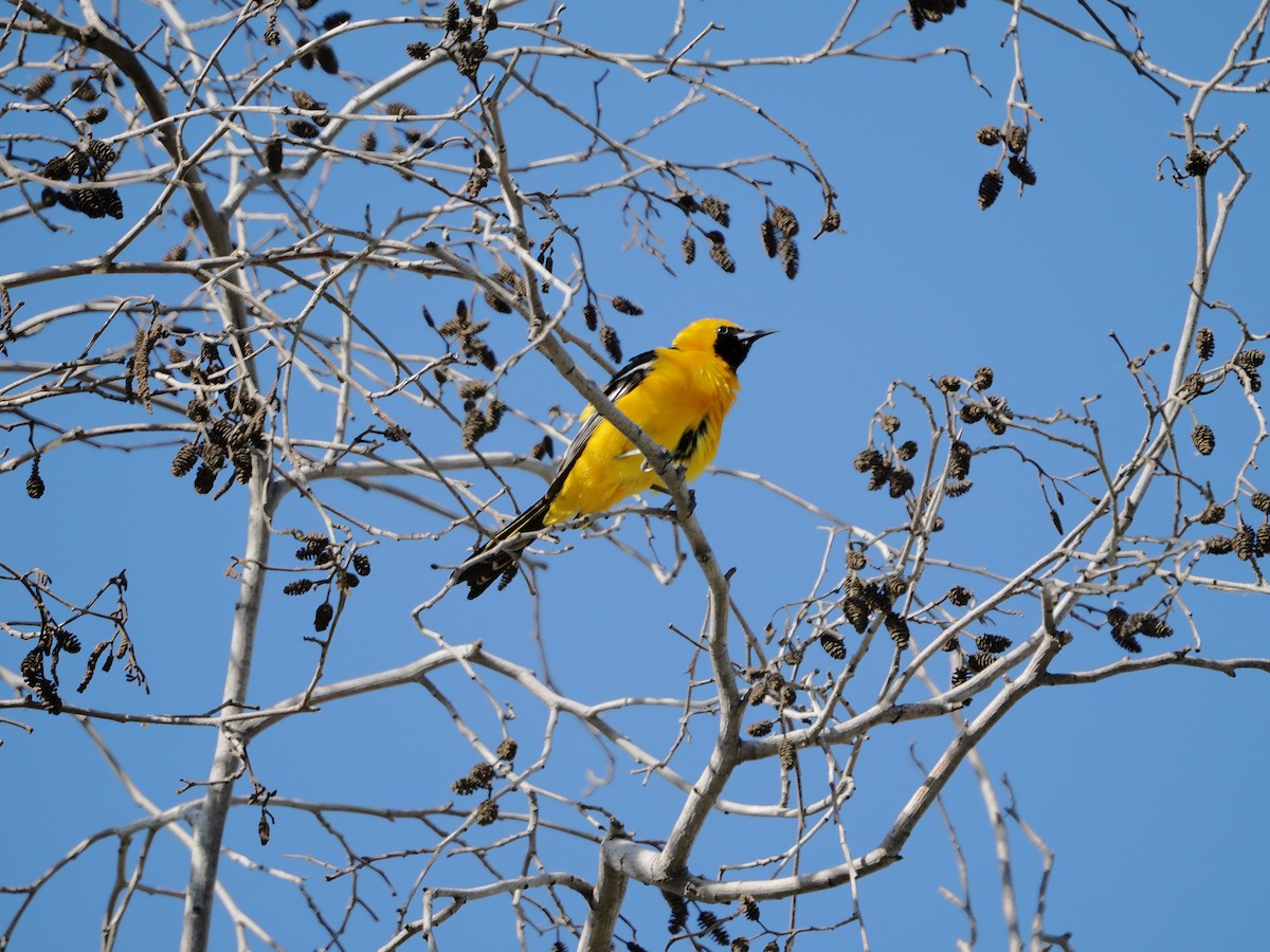 Hooded Oriole - ML657716751