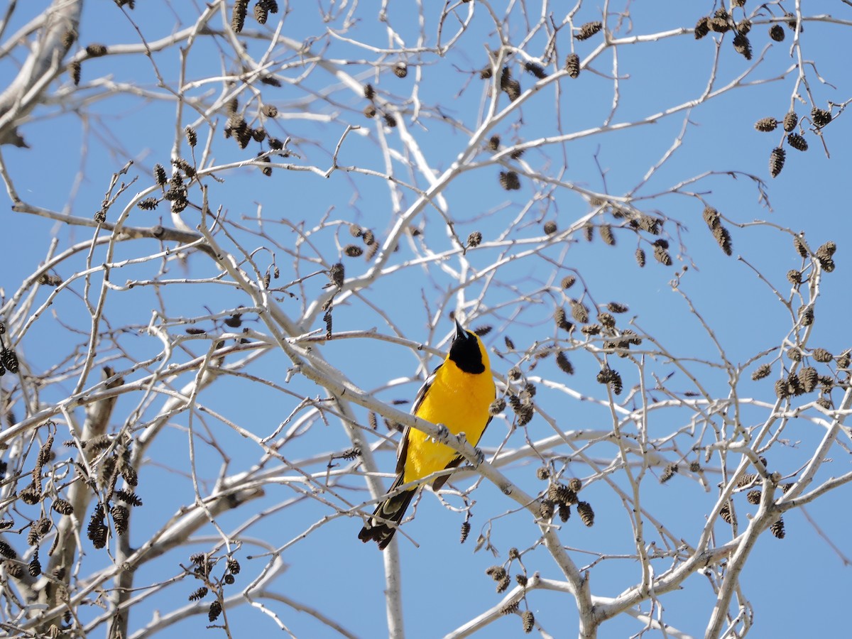 Hooded Oriole - ML657716752