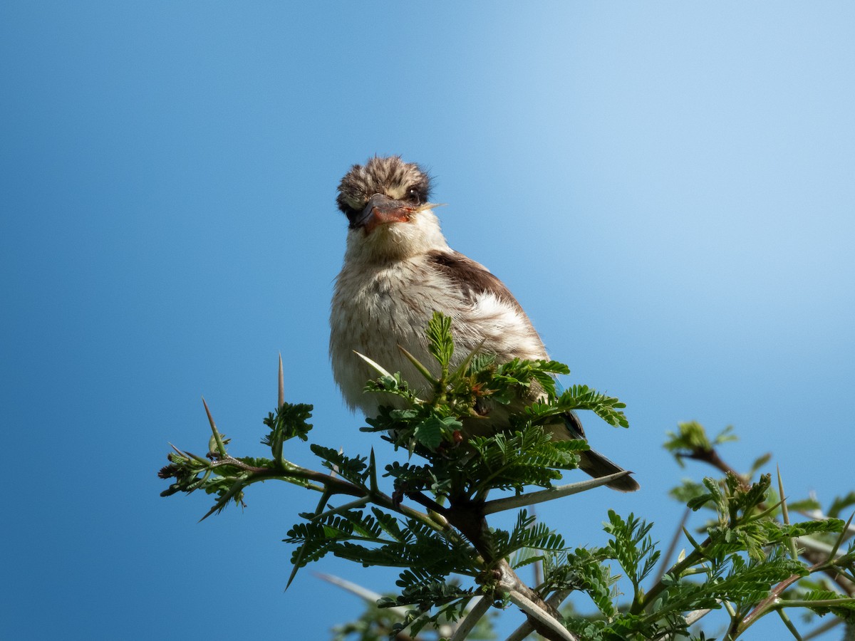 Striped Kingfisher - ML657717020