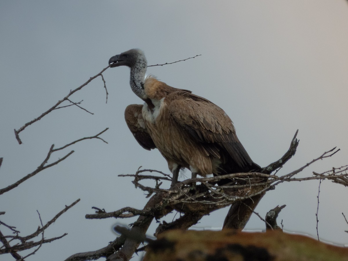 White-backed Vulture - ML657717052