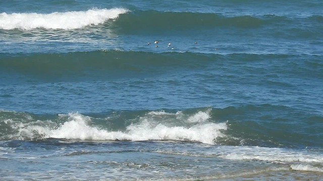 Flussuferläufer - ML657718051