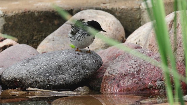 Streifenwaldsänger - ML657718078