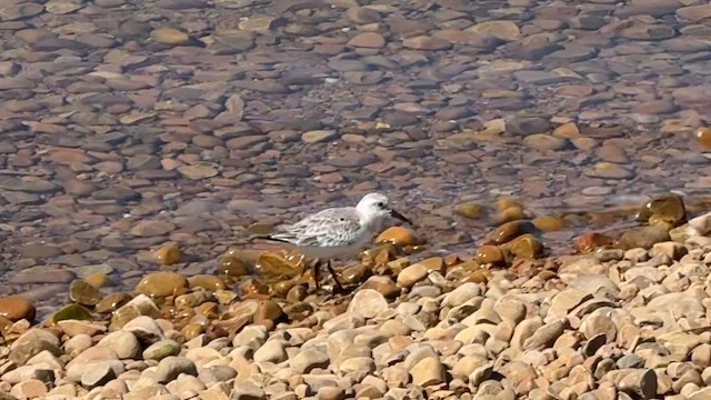 Sanderling - ML657718131