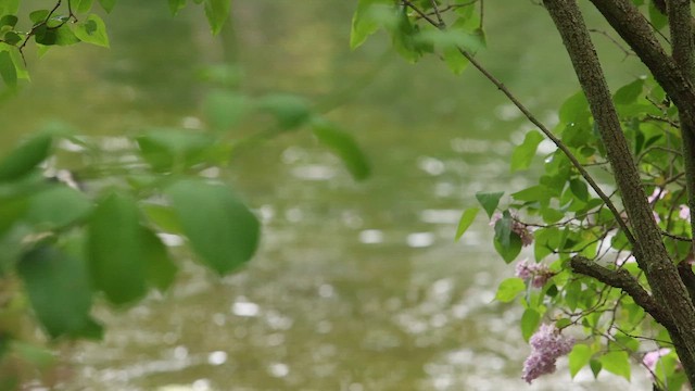 Kanadagans - ML657720101