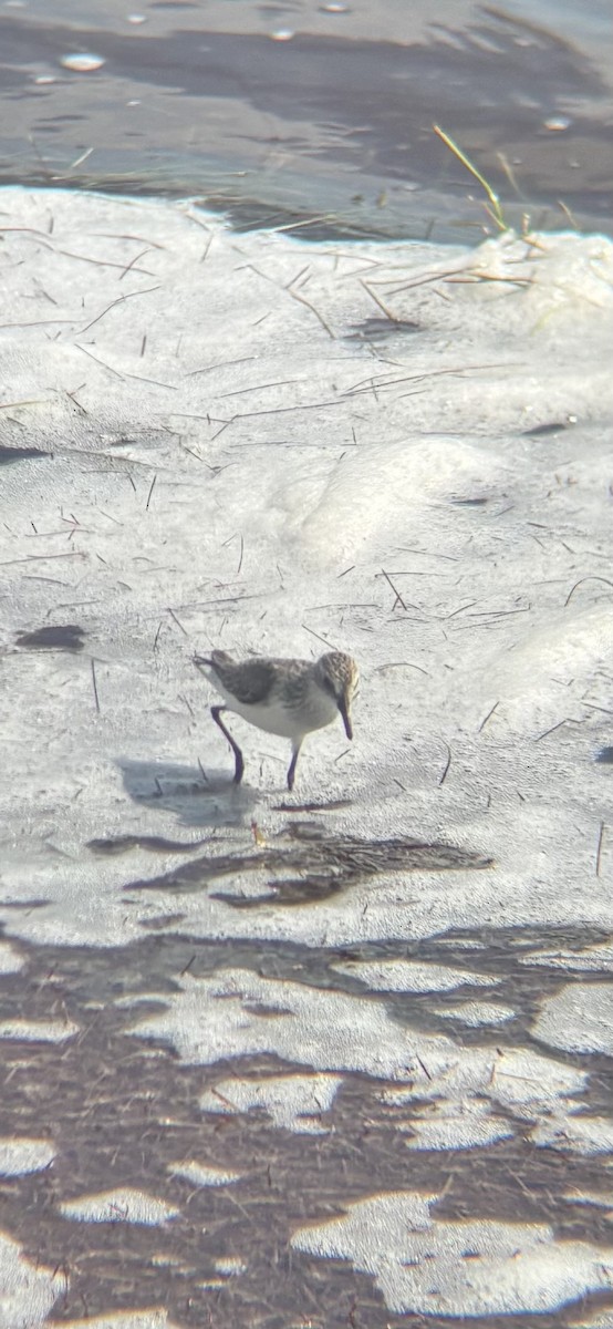 Semipalmated Sandpiper - ML657720297