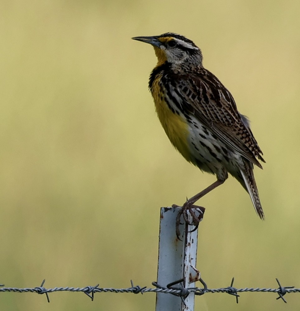 Большой луговой трупиал - ML657720502