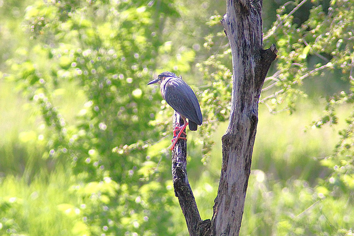 Зеленоспинная цапля - ML657720506