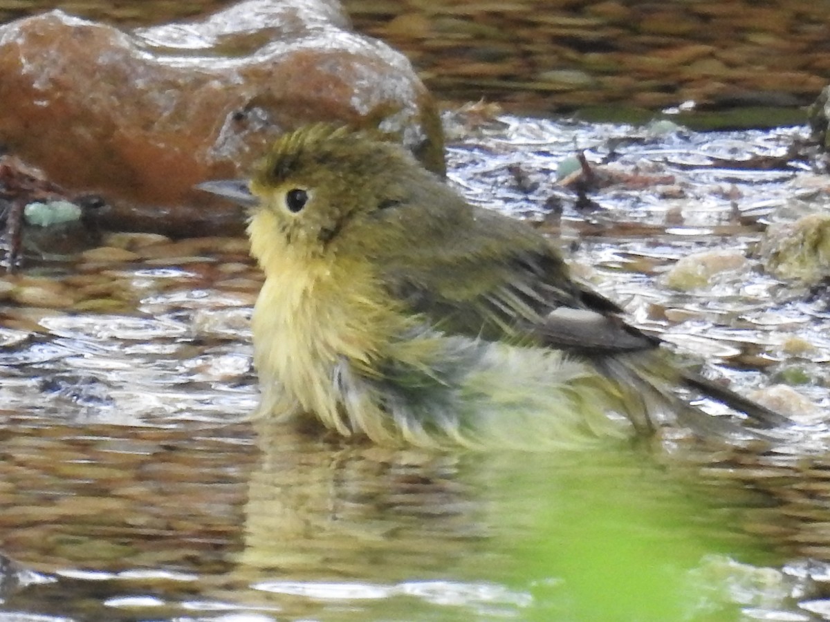 Northern Yellow Warbler - ML657720513