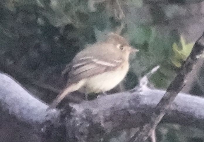 Western Flycatcher - ML657720520