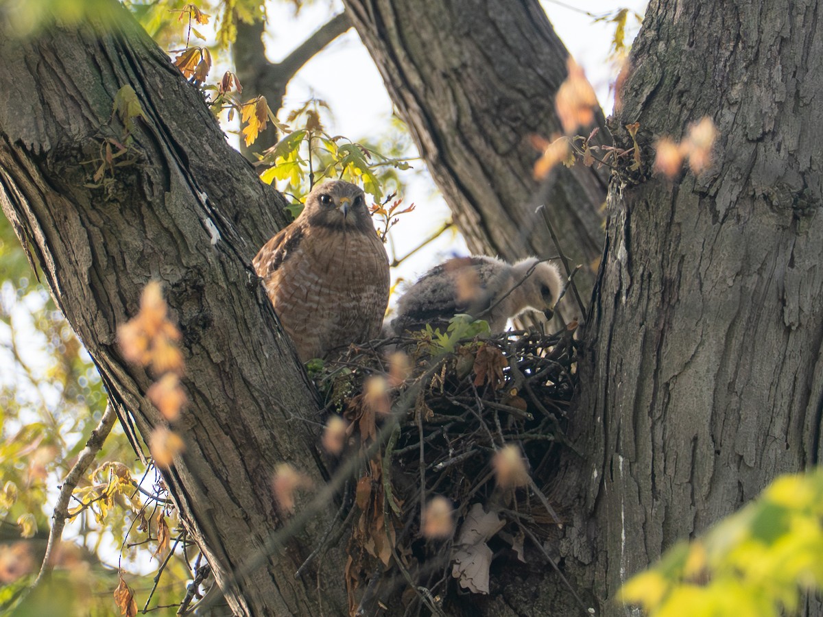 Red-shouldered Hawk - ML657720649