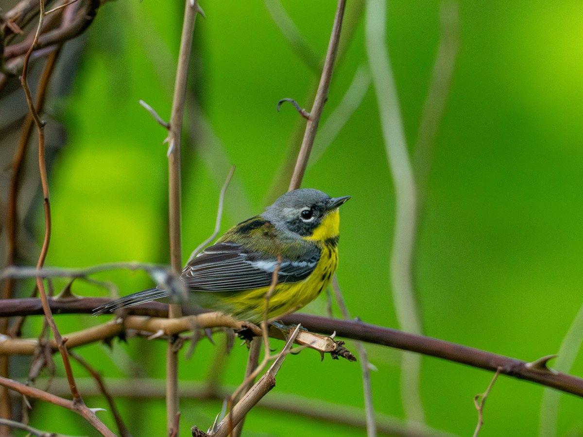 Magnolia Warbler - ML657720673