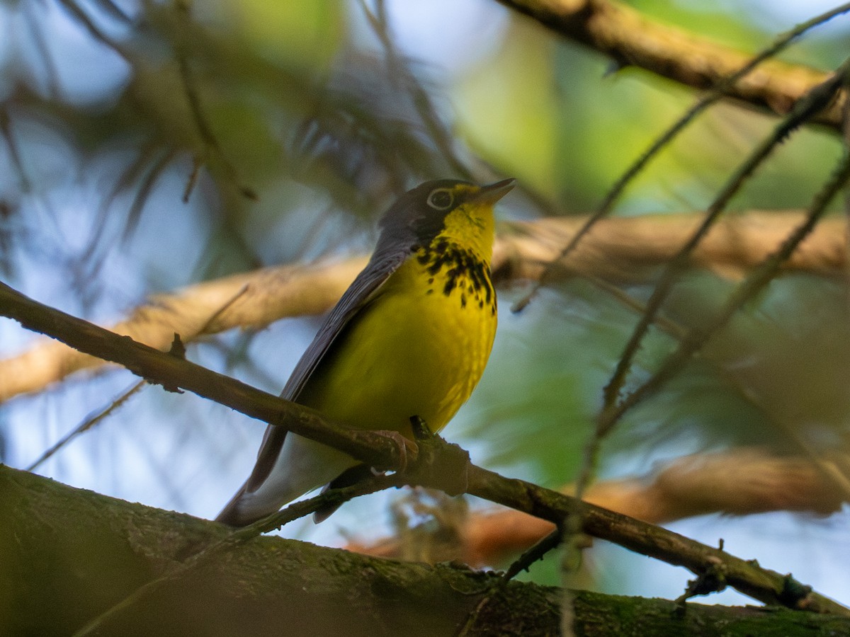 Canada Warbler - ML657720679