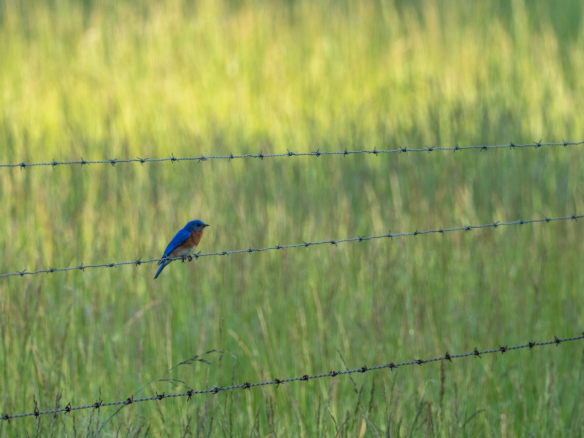 Eastern Bluebird - ML657720691