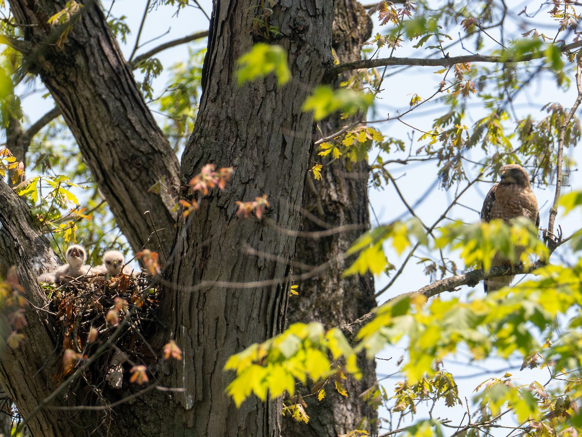 Red-shouldered Hawk - ML657720751