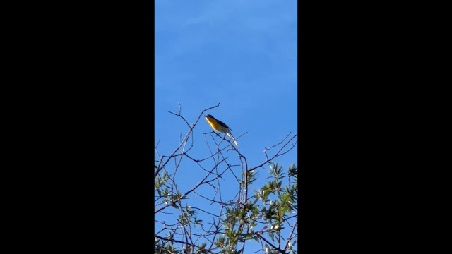 Yellow-breasted Chat - ML657721463
