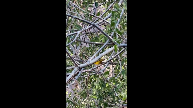 Wilson's Warbler - ML657721549