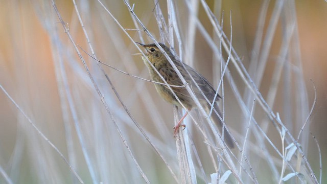 Common Grasshopper Warbler - ML657721698