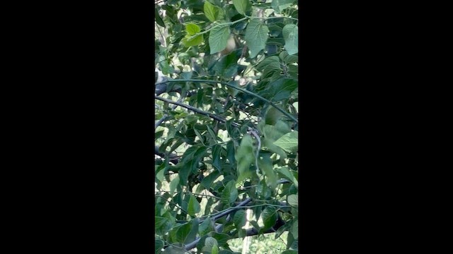 Black-capped Vireo - ML657721871