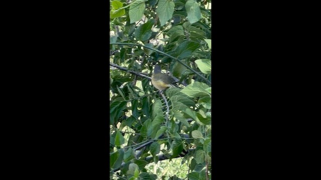 Black-capped Vireo - ML657721948
