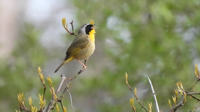 Common Yellowthroat - ML657721961