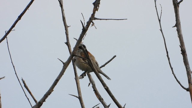 White-crowned Penduline-Tit - ML657721966