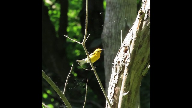 Prothonotary Warbler - ML657721977