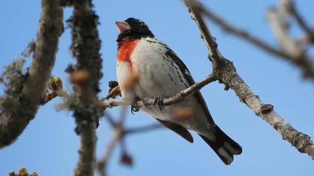 Rose-breasted Grosbeak - ML657721987
