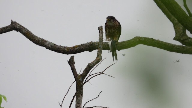 Merlin - ML657722036