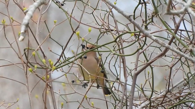 Cedar Waxwing - ML657722084